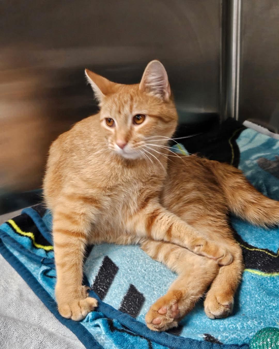 Enlarge Simba, a ADOPTABLE Domestic Short Hair in Owensboro, KY image 2/5