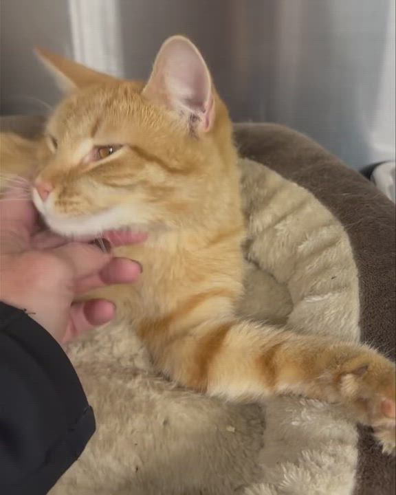 Enlarge Simba, a ADOPTABLE Domestic Short Hair in Owensboro, KY video 3/5