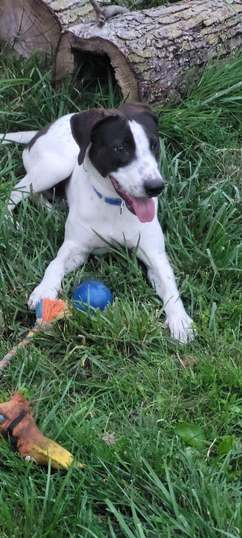 Oscar, a Adoptable mixed breed image 1/2