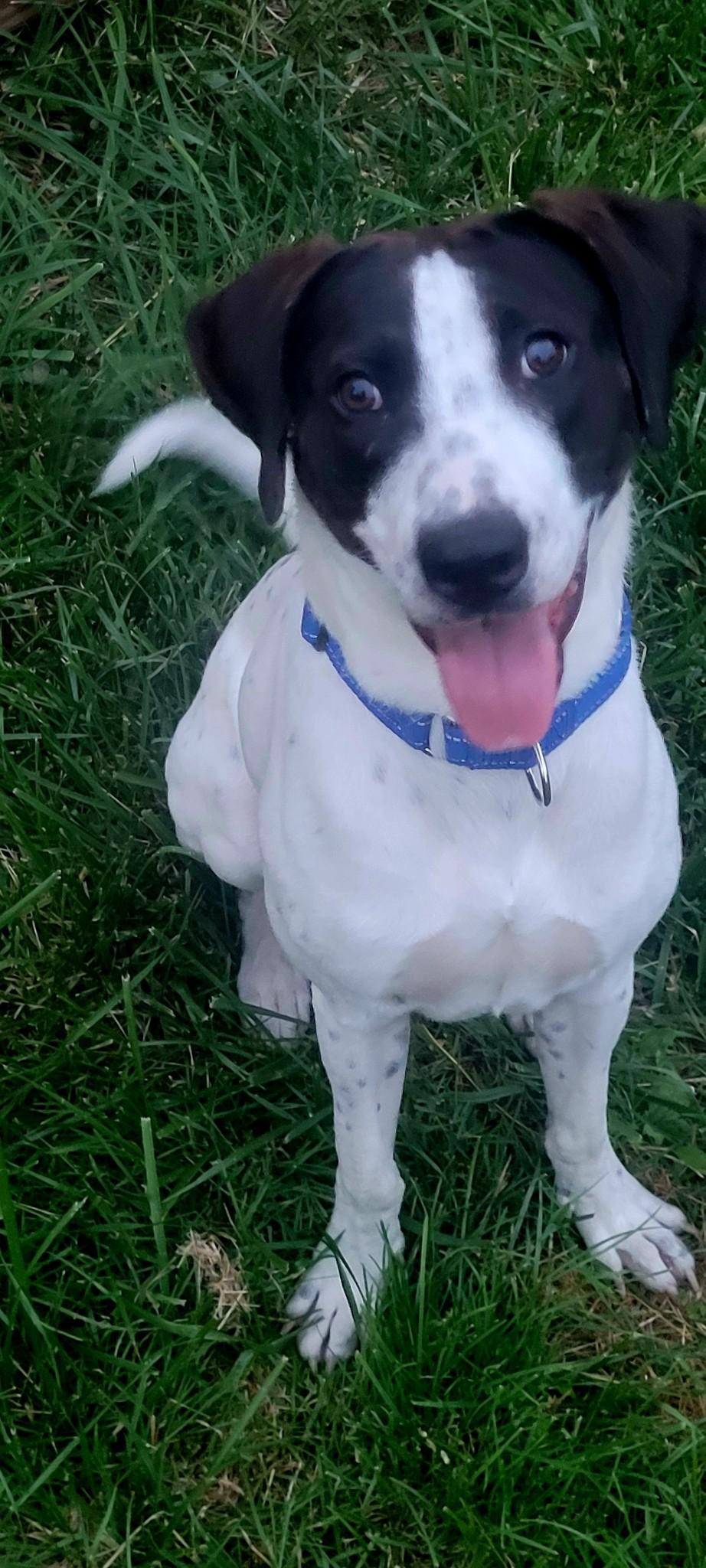 Oscar, a Adoptable mixed breed image 2/2