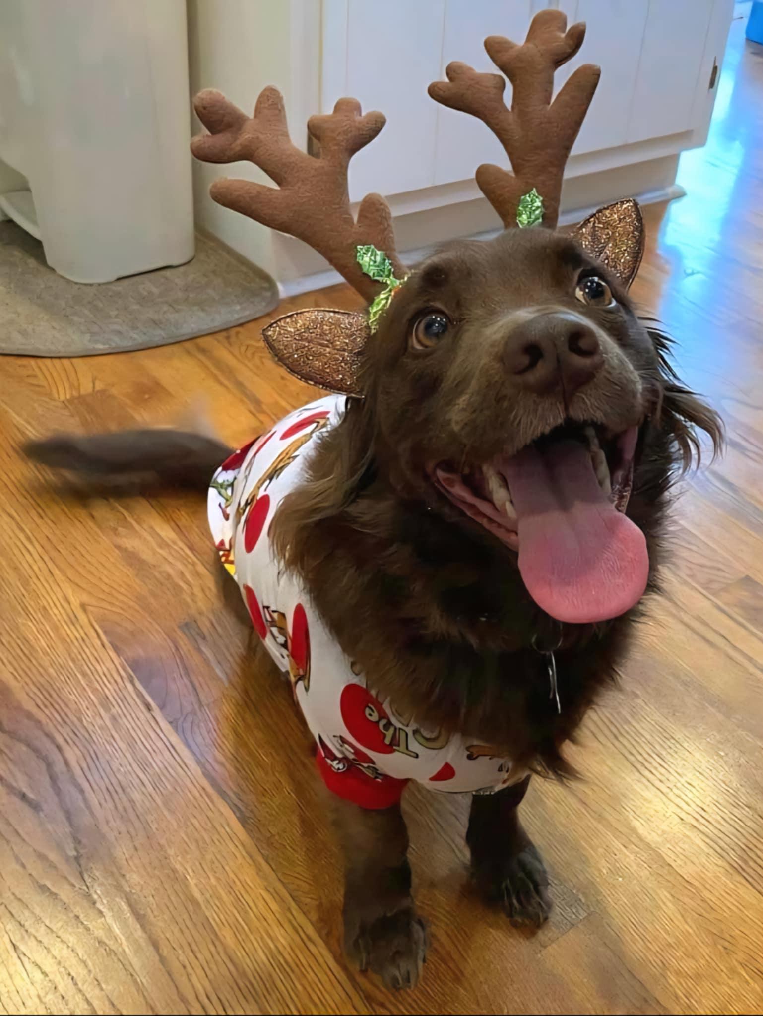 Daisy, a Adoptable mixed breed in McDonough, GA image 2/4