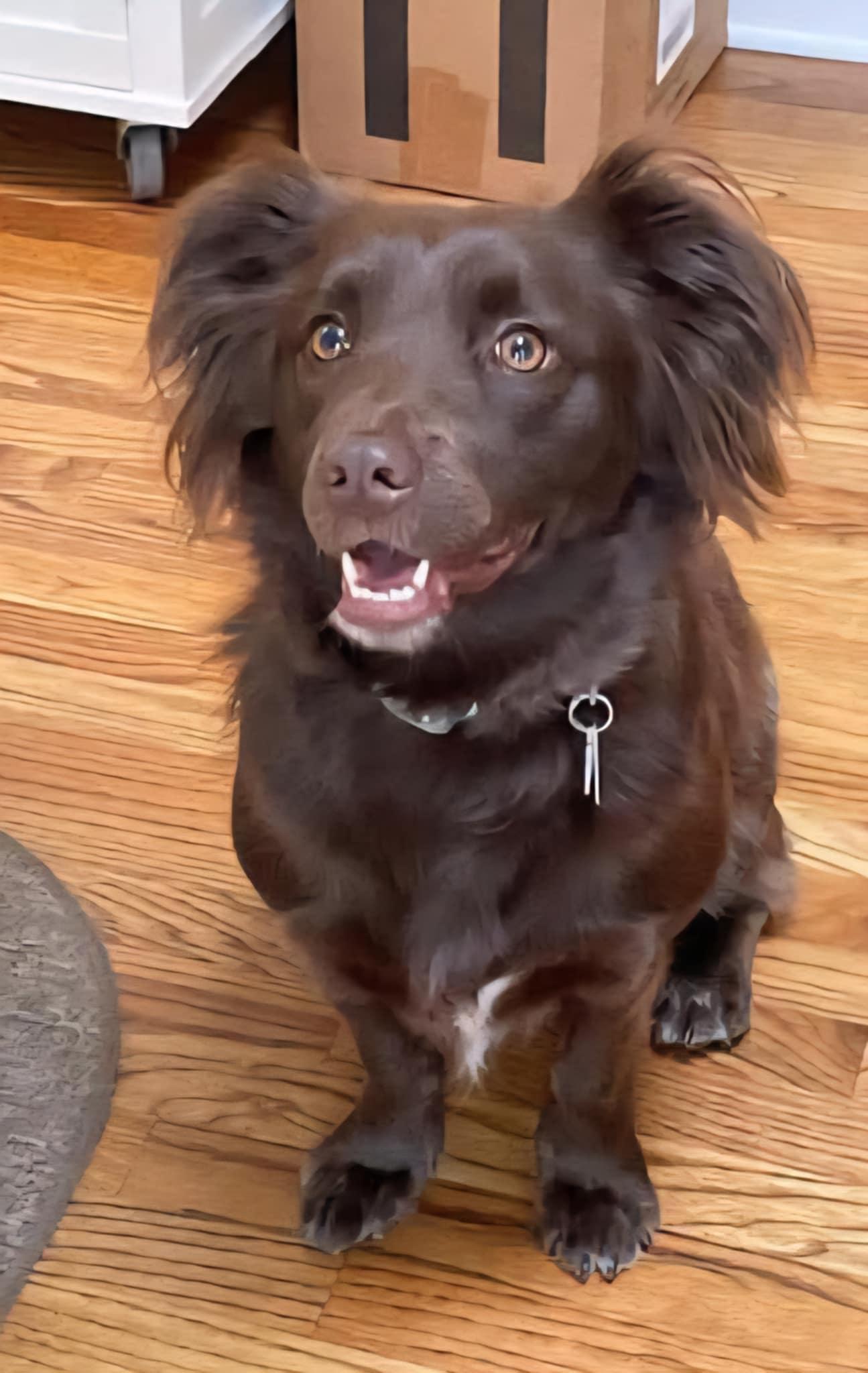 Daisy, Adoptable, Adult Female Spaniel.