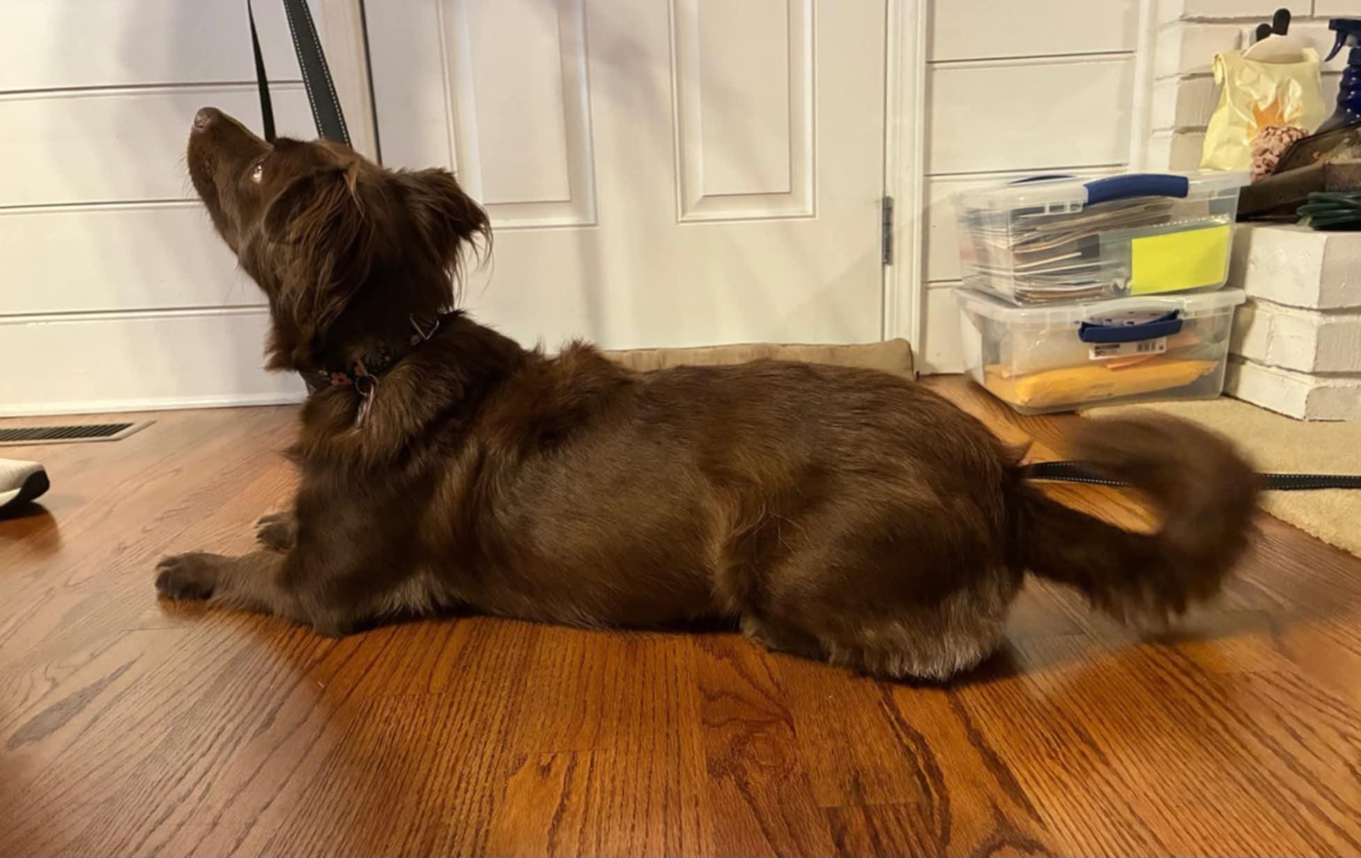 Daisy, a Adoptable mixed breed in McDonough, GA image 3/4