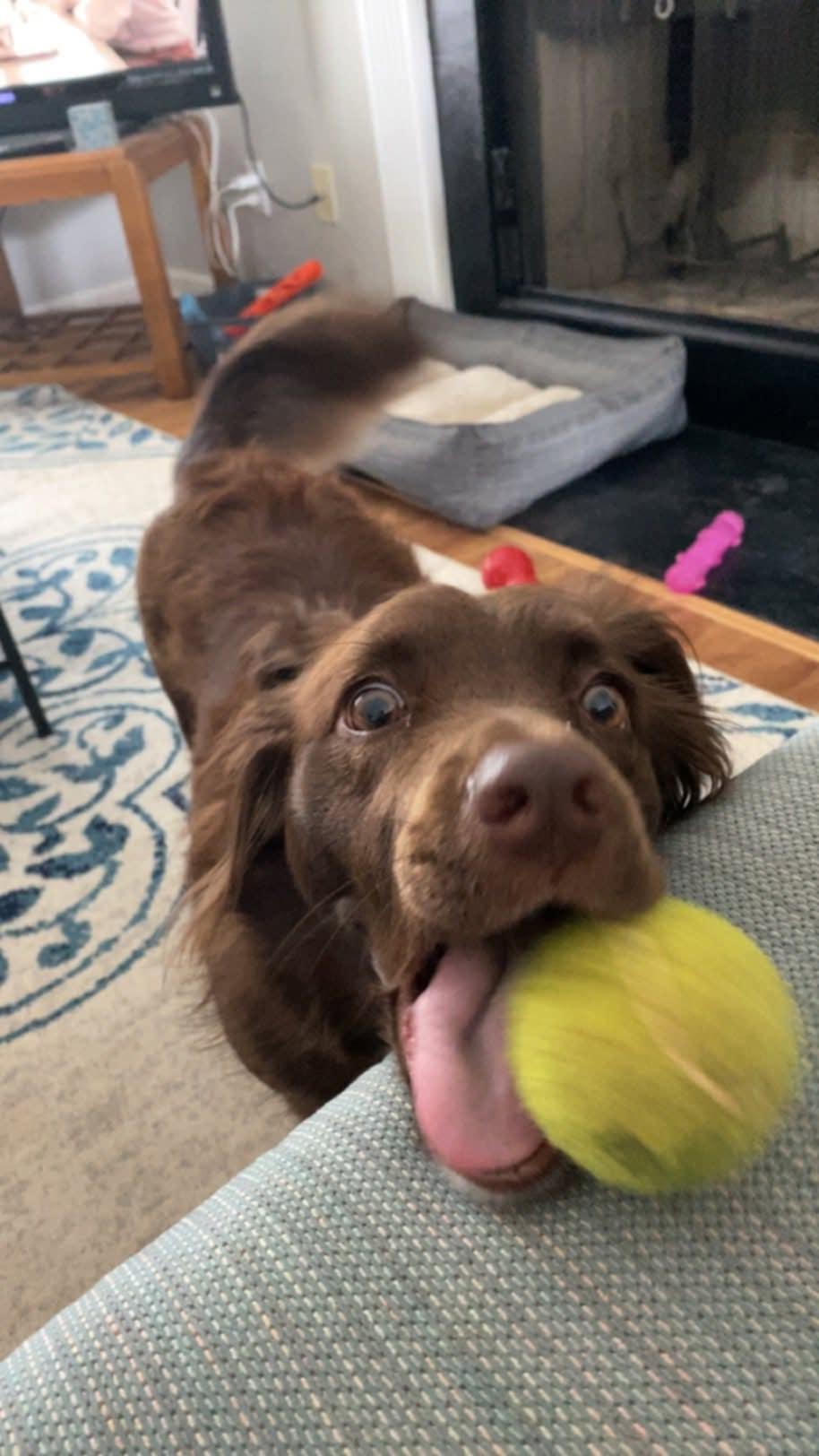 Daisy, a Adoptable mixed breed in McDonough, GA image 4/4