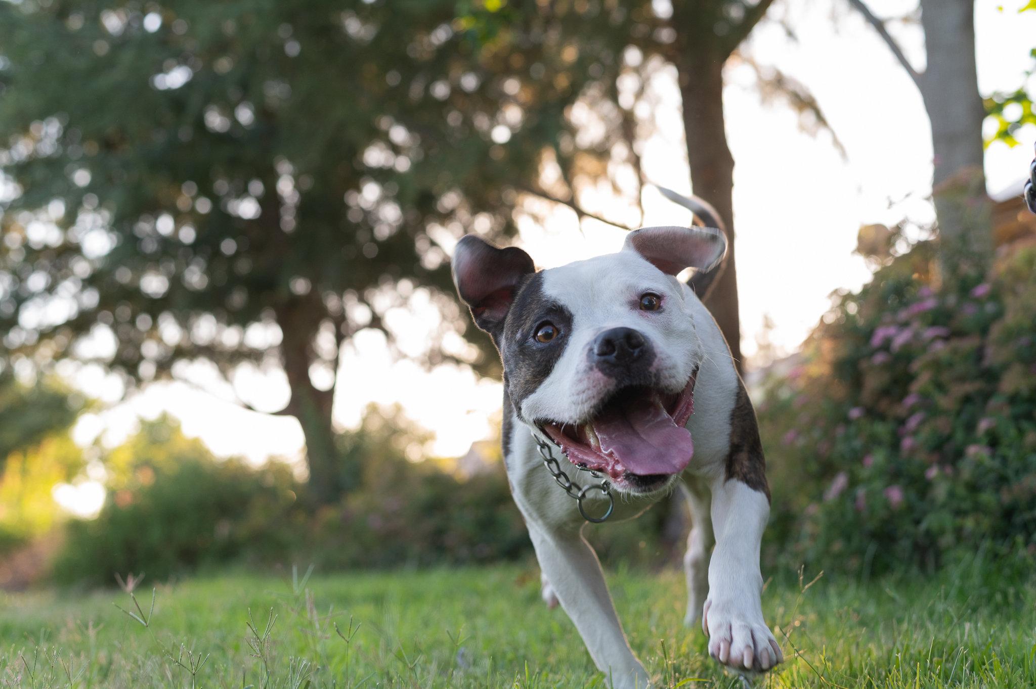 Shabu, Adoptable, Adult Male Pit Bull Terrier.