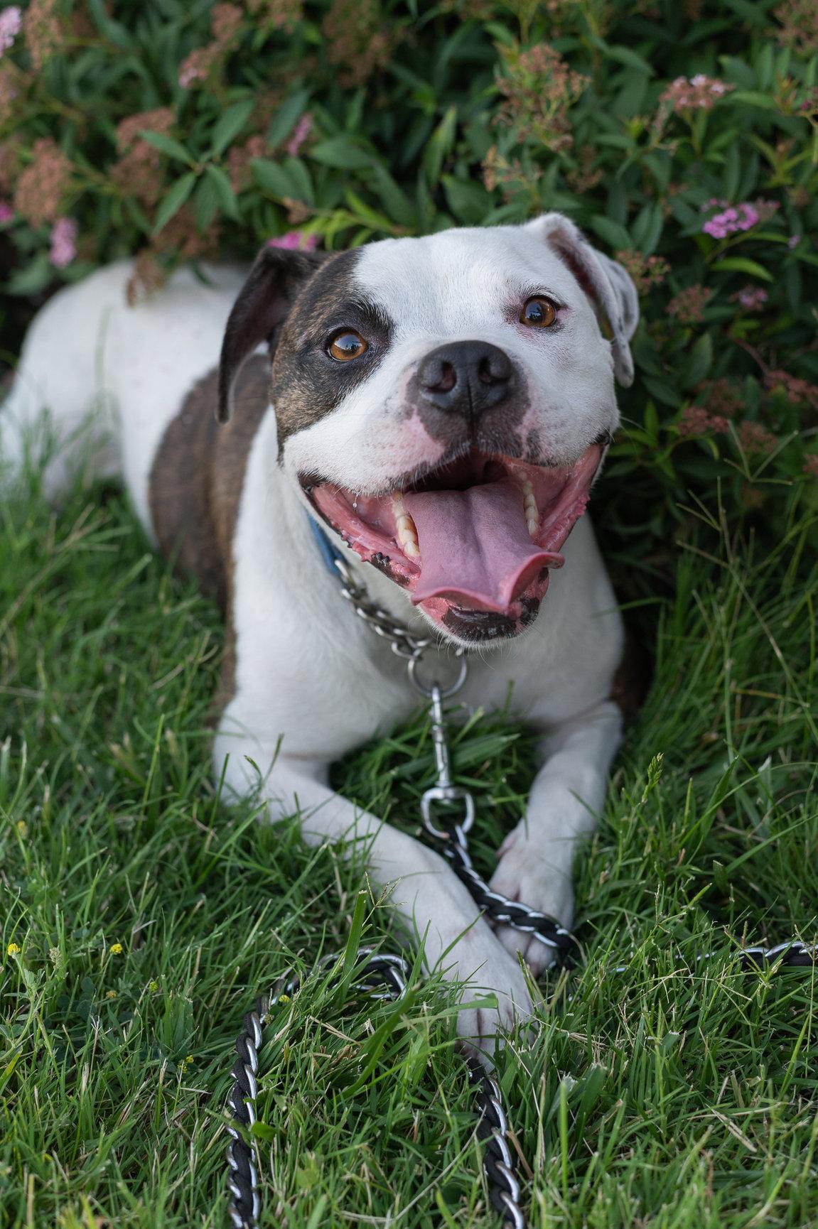 Enlarge Shabu, a Adoptable mixed breed in Tracy, CA image 2/6