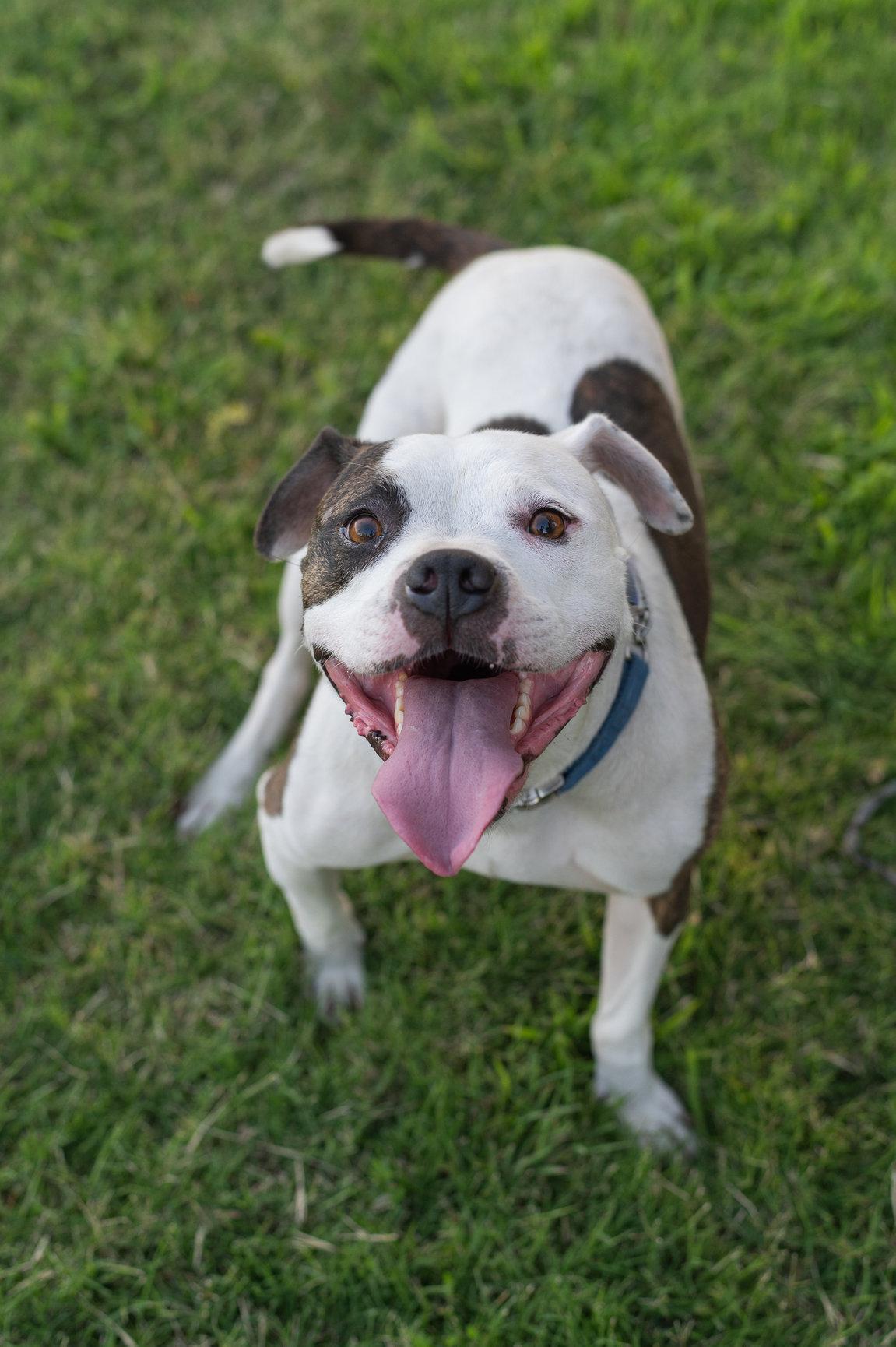 Enlarge Shabu, a Adoptable mixed breed in Tracy, CA image 3/6