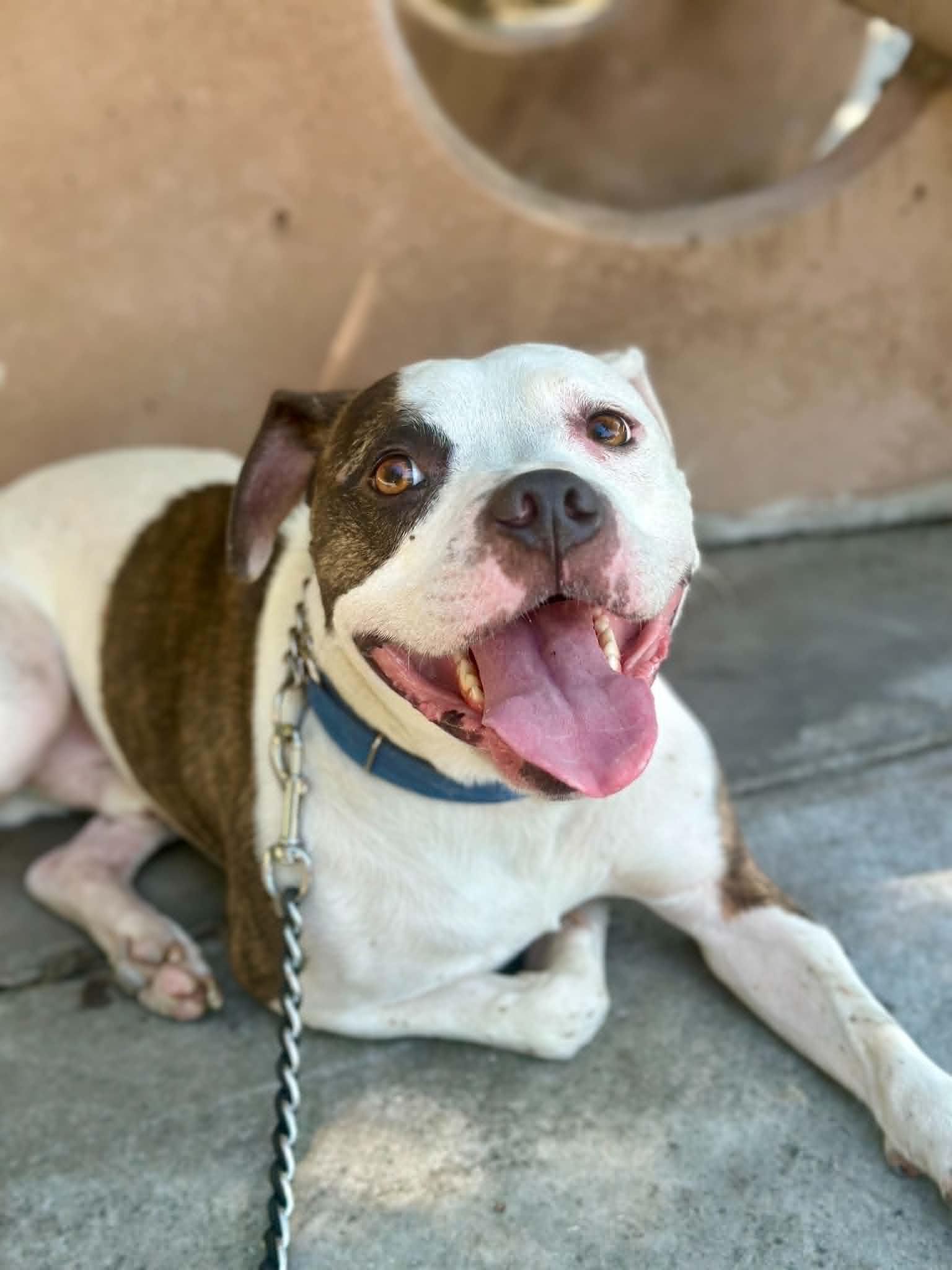 Enlarge Shabu, a Adoptable mixed breed in Tracy, CA image 4/6