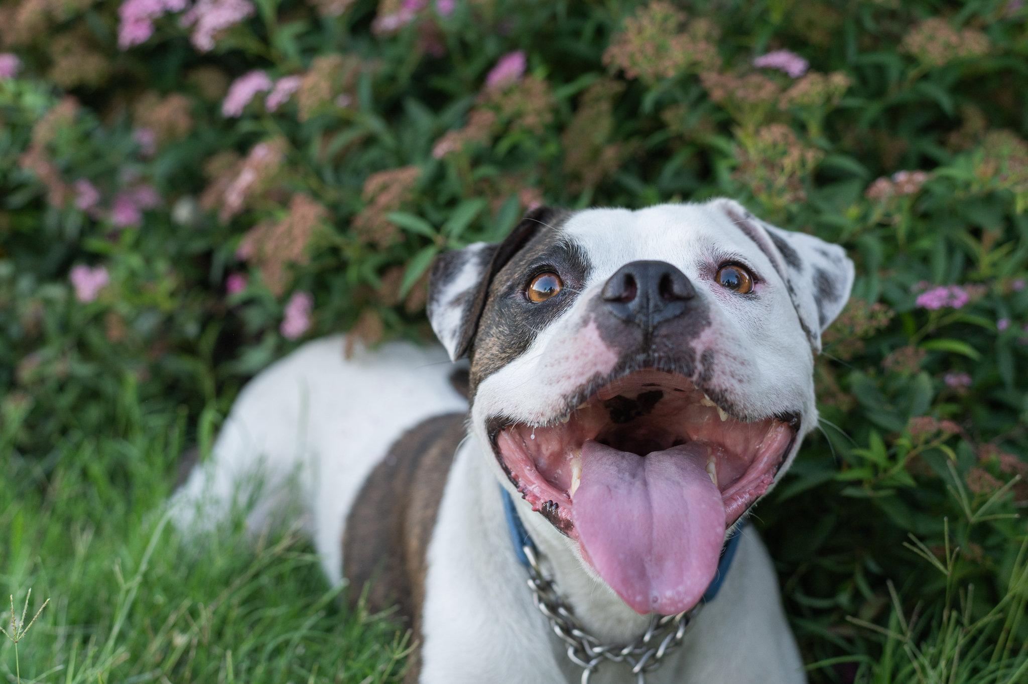 Enlarge Shabu, a Adoptable mixed breed in Tracy, CA image 6/6