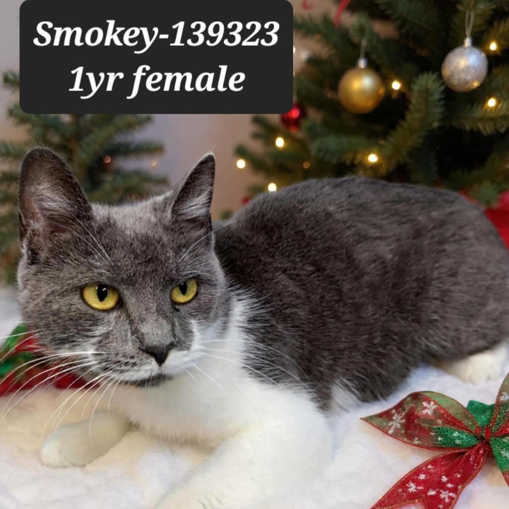 Smokey, Adoptable, Young Female Domestic Short Hair.