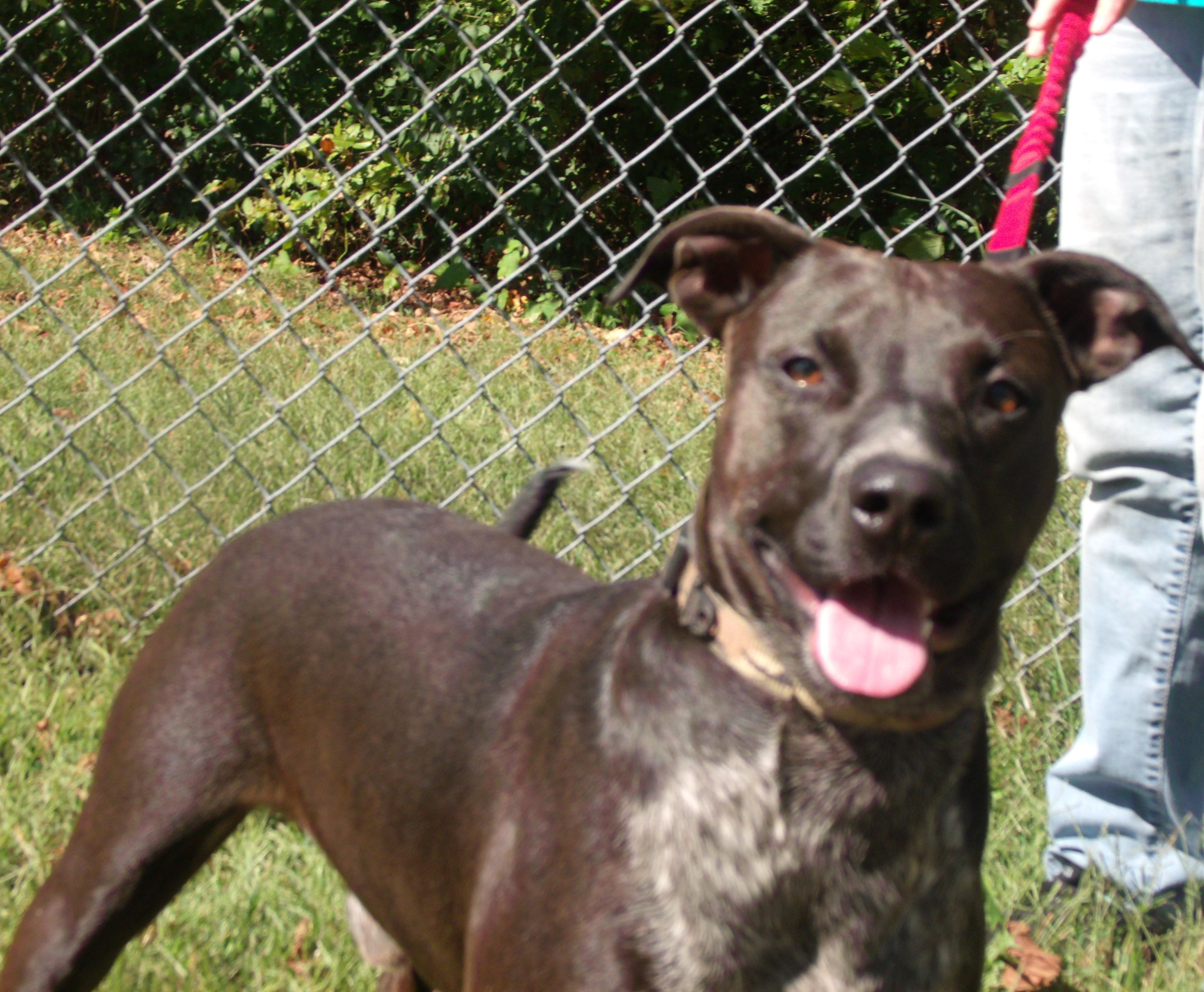 Nicky C, Adopted, Adult Male Pit Bull Terrier.