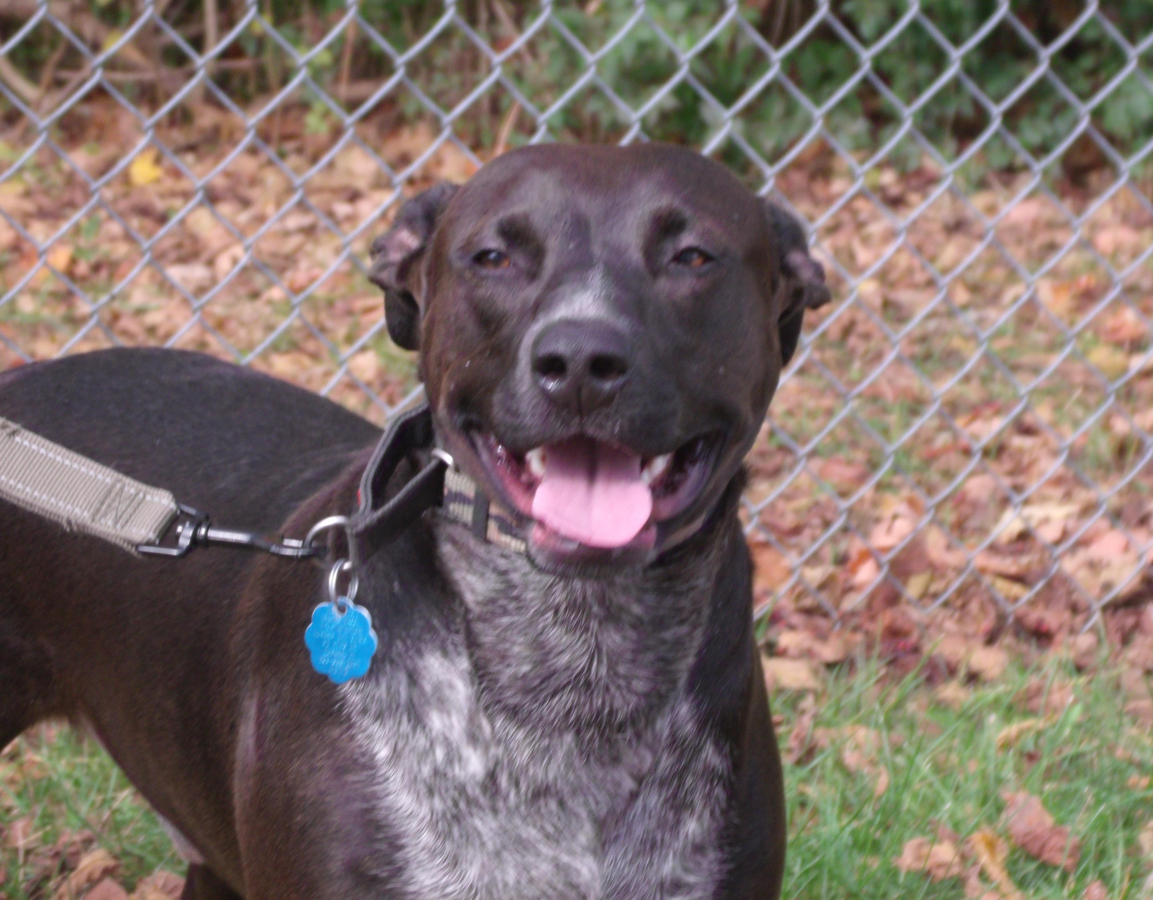 Enlarge Nicky C, a Adopted mixed breed in Somerset, KY image 2/3