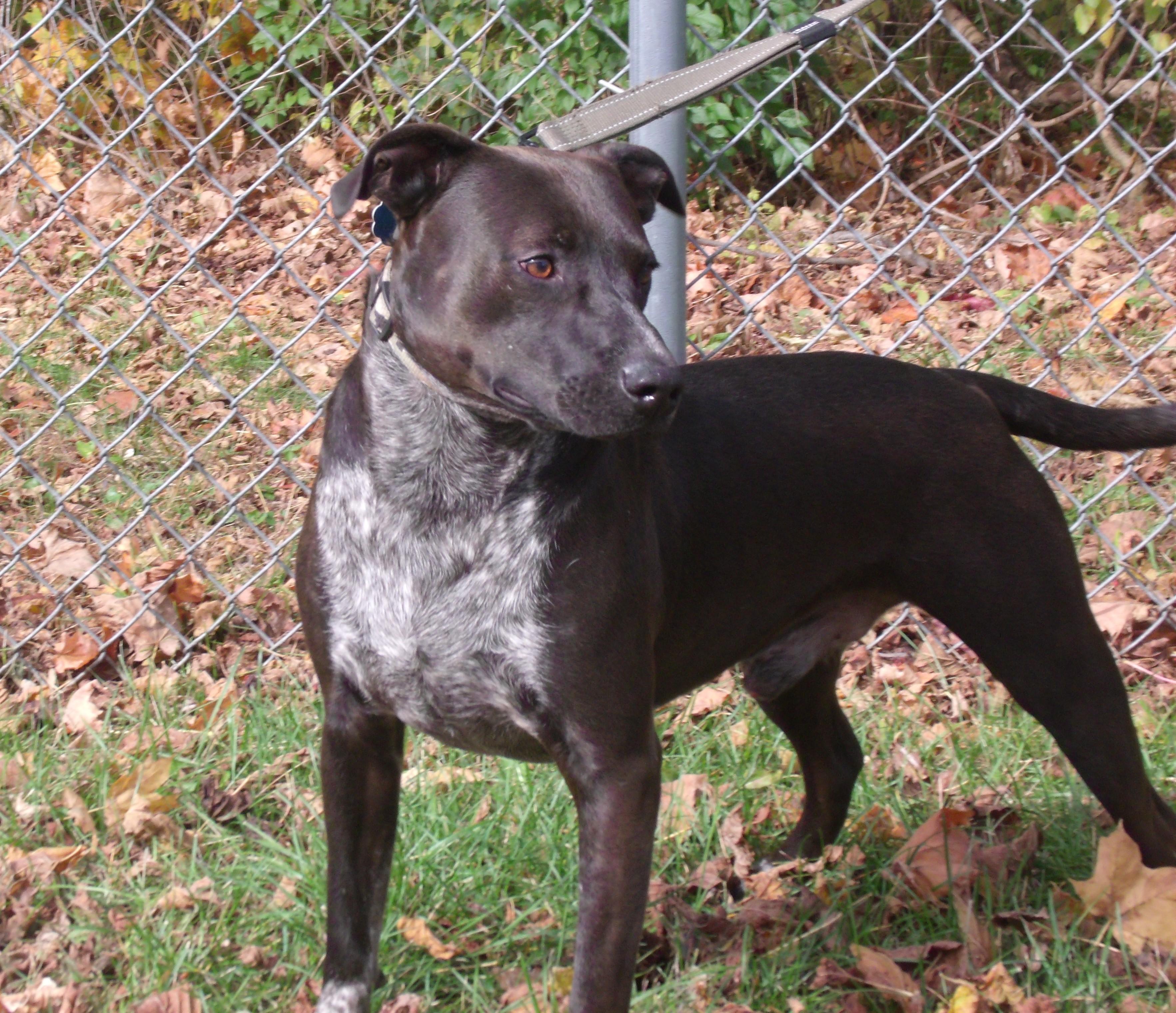 Enlarge Nicky C, a Adopted mixed breed in Somerset, KY image 3/3