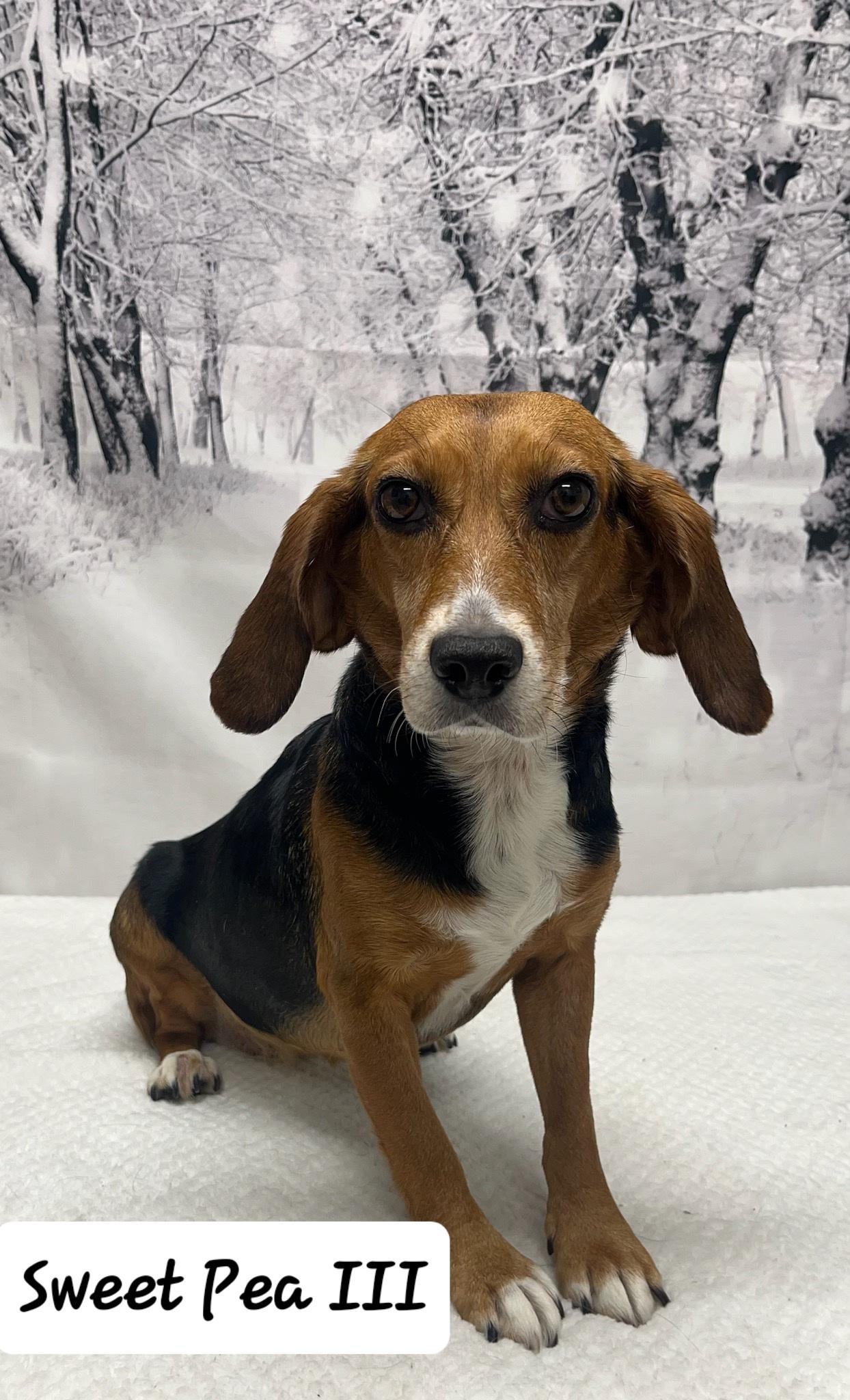 Dog for adoption - Sweet Pea III, a Beagle in Urbana, OH | Petfinder