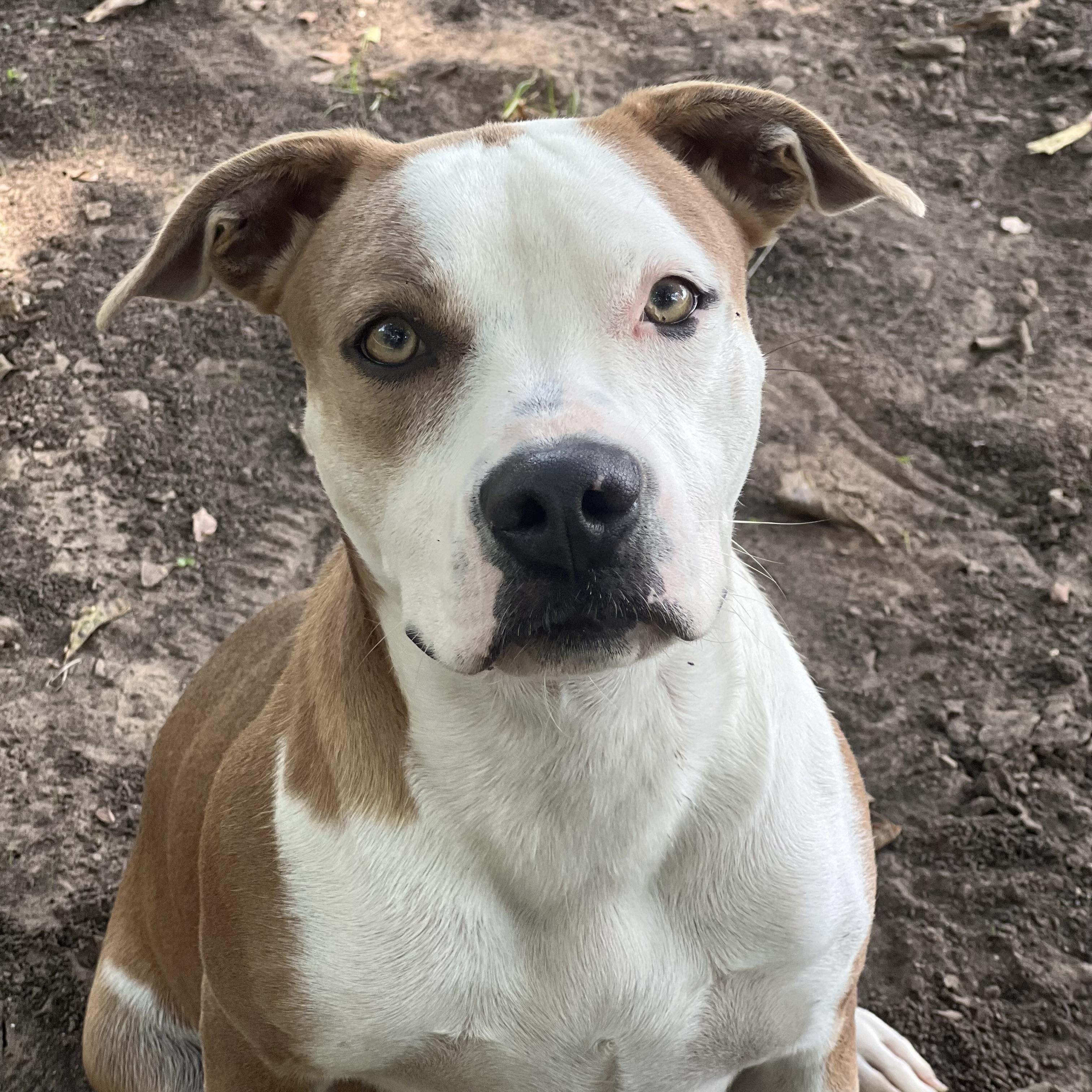 Enlarge Zena, a Adoptable mixed breed in Sherman, TX image 1/3