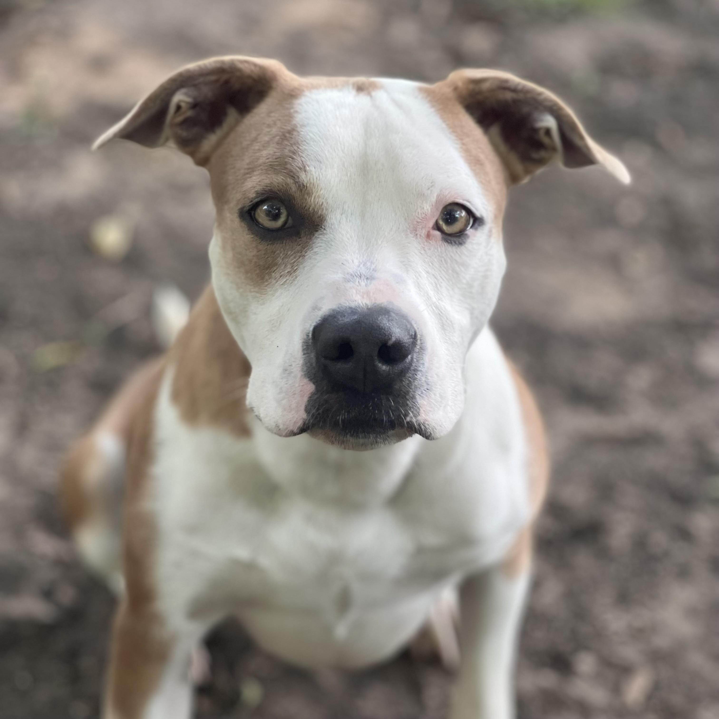 Enlarge Zena, a Adoptable mixed breed in Sherman, TX image 2/3