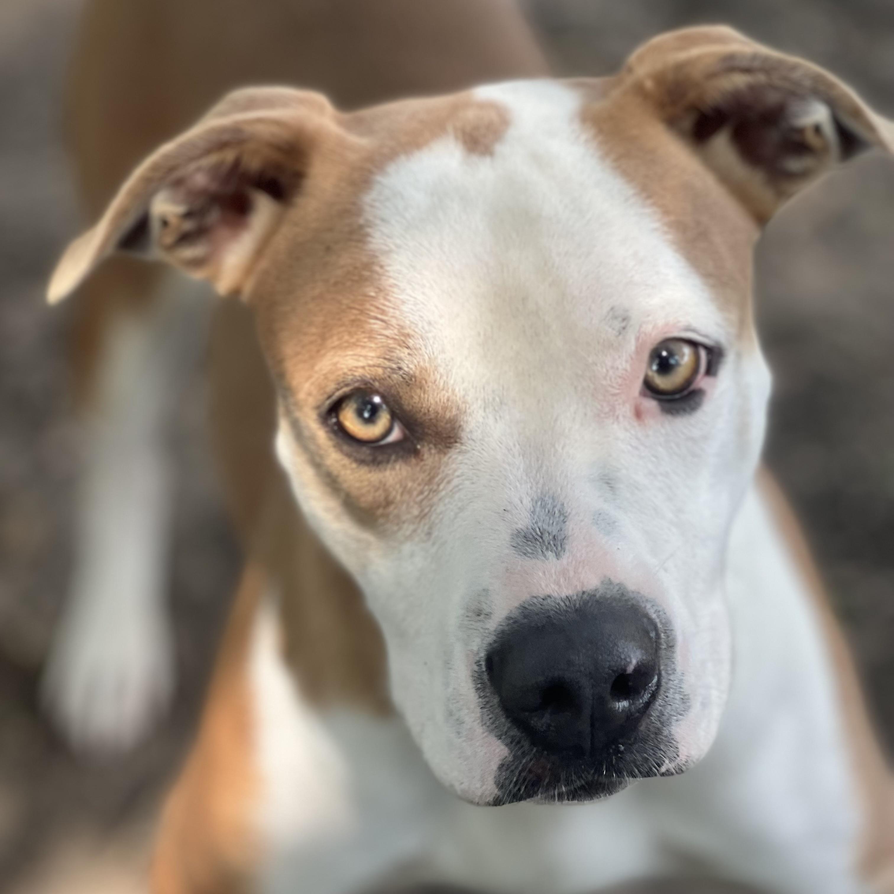 Enlarge Zena, a Adoptable mixed breed in Sherman, TX image 3/3