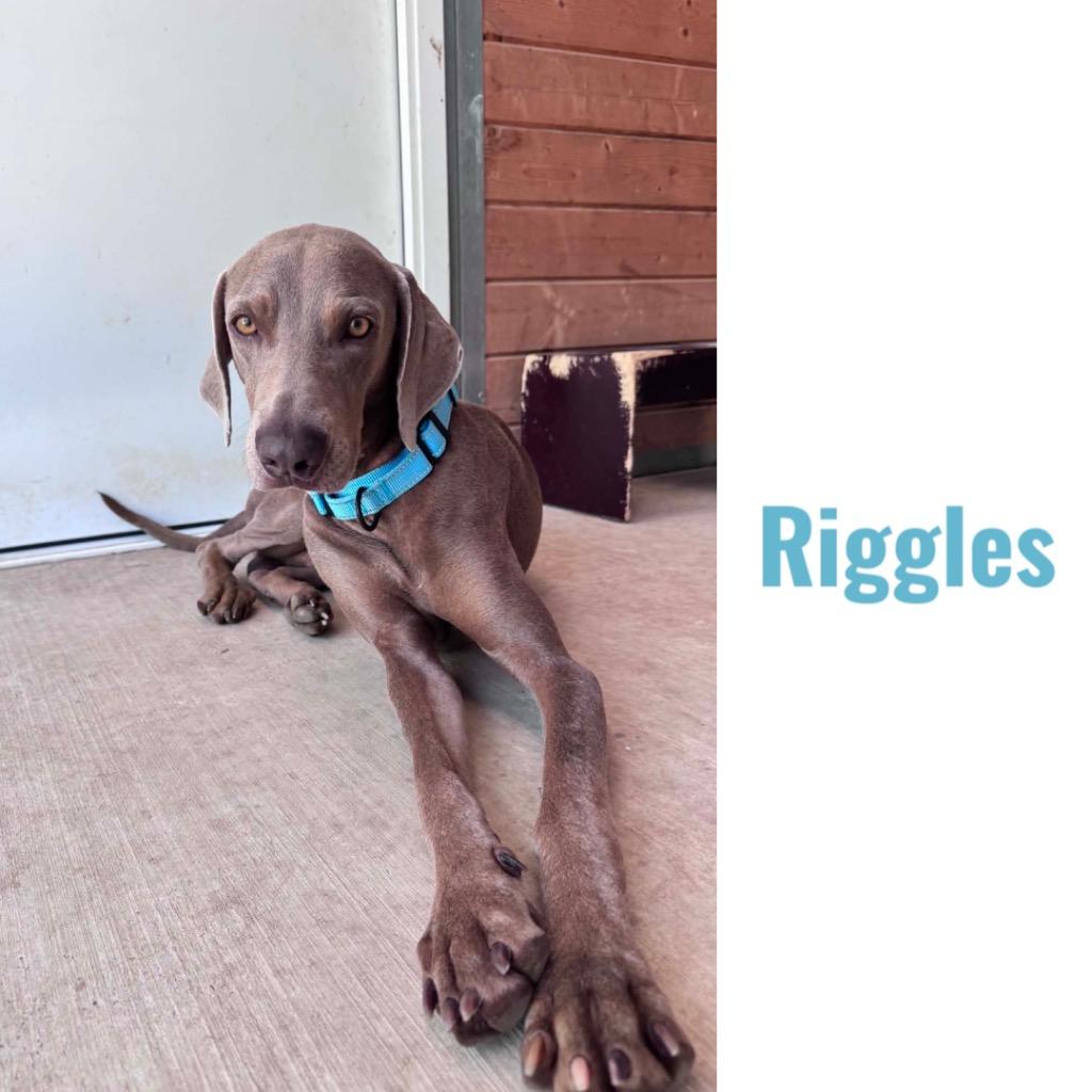 Enlarge Riggles, a Adoptable Weimaraner in Fayetteville, AR image 1/1