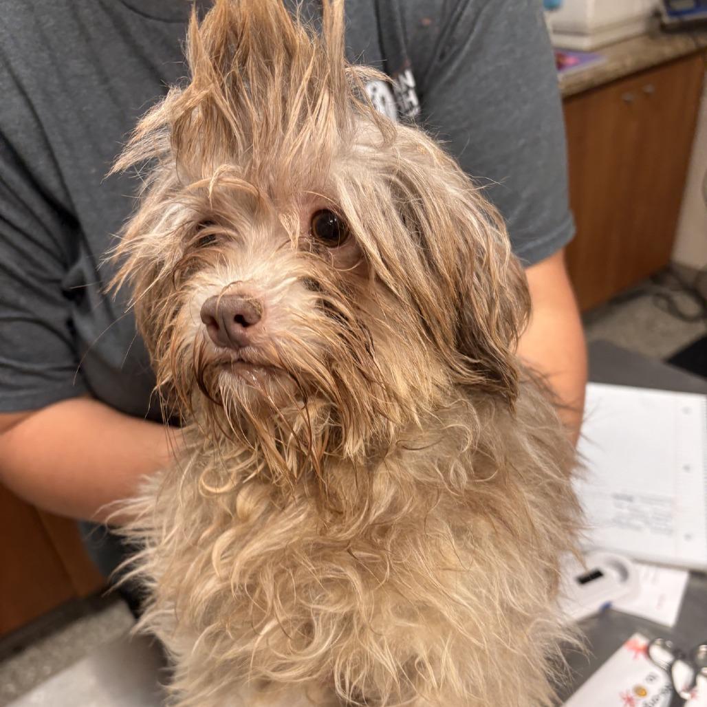 Enlarge T-Swizzle, a Adoptable Havanese in Norfolk, NE image 1/2