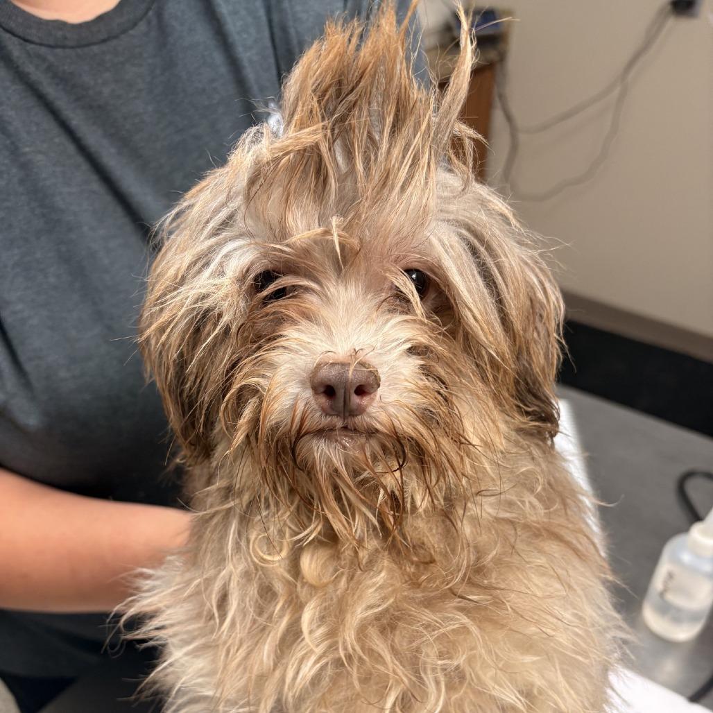 Enlarge T-Swizzle, a Adoptable Havanese in Norfolk, NE image 2/2