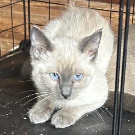 Enlarge Doris, an adopted Domestic Short Hair in Springdale, AR image 2/3