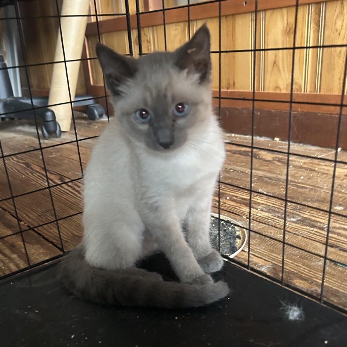 Enlarge Doris, an adopted Domestic Short Hair in Springdale, AR image 3/3