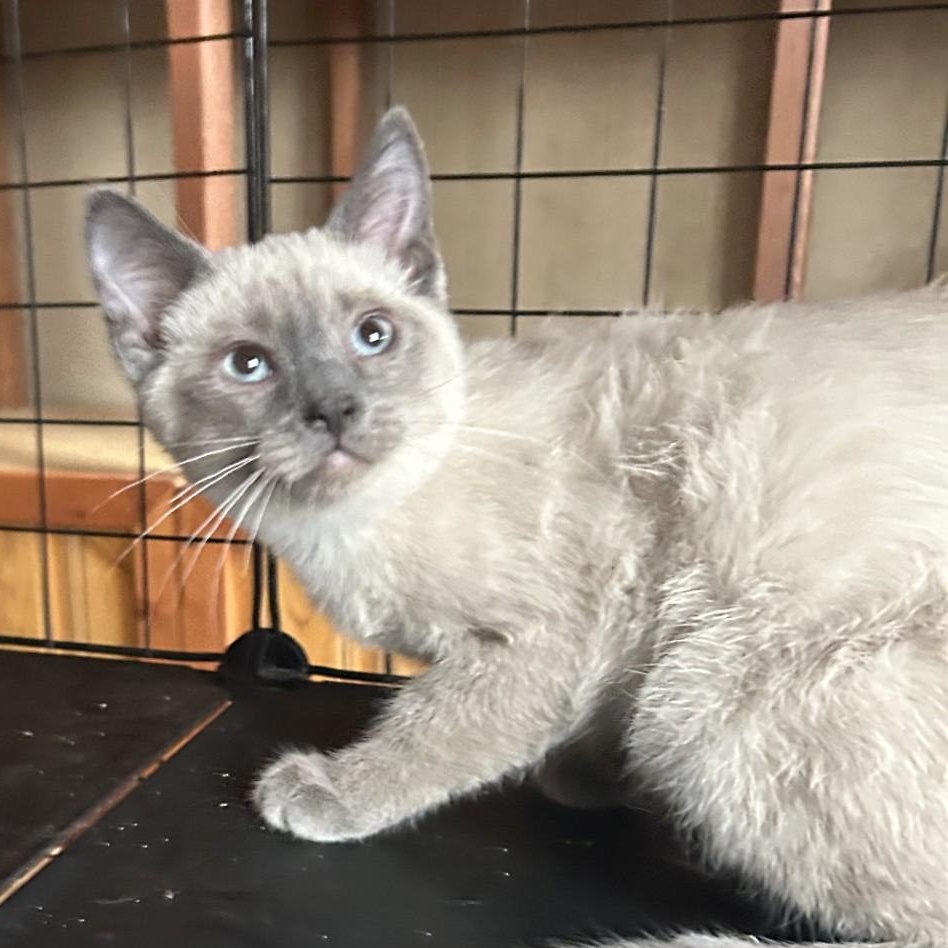 Doris, adopted, Kitten Female Domestic Short Hair.