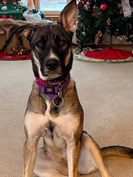 Pepper, ADOPTABLE, Young Female German Shepherd Dog.