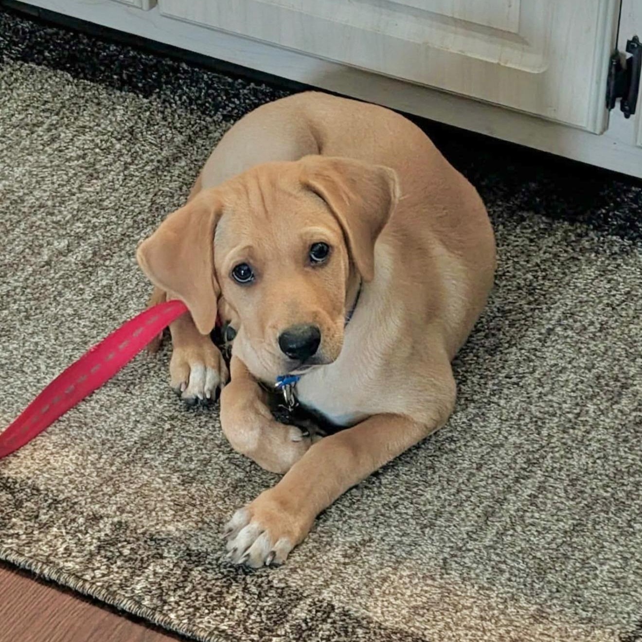 Mauro, an adopted mixed breed in Yaphank, NY image 1/2