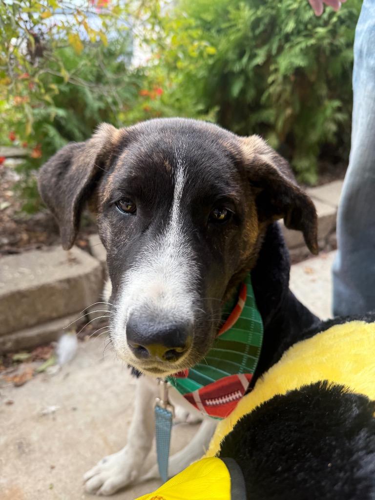 Enlarge Millie, a Adoptable mixed breed in Effingham, IL image 1/6