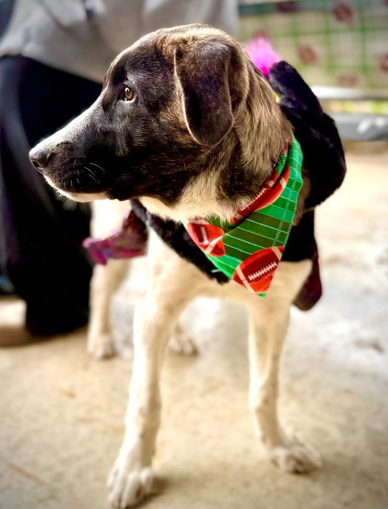 Millie, a Adoptable mixed breed in Effingham, IL image 2/6