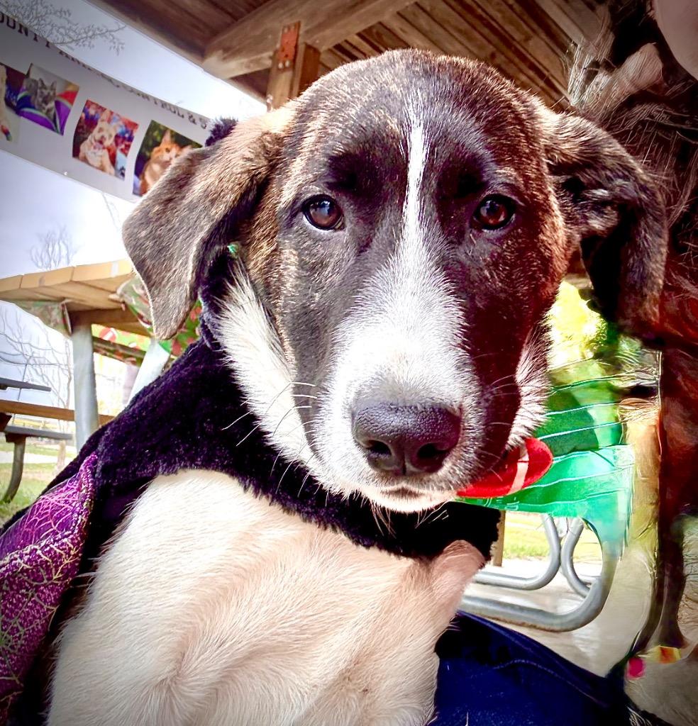 Enlarge Millie, a Adoptable mixed breed in Effingham, IL image 4/6