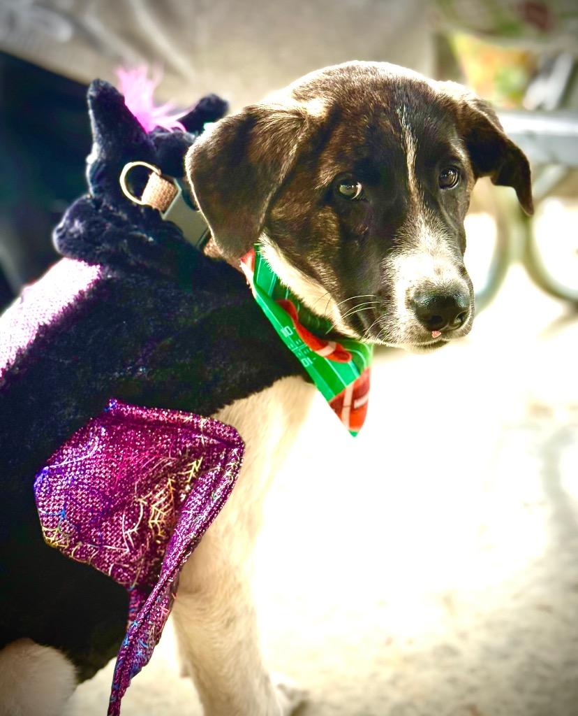 Enlarge Millie, a Adoptable mixed breed in Effingham, IL image 5/6