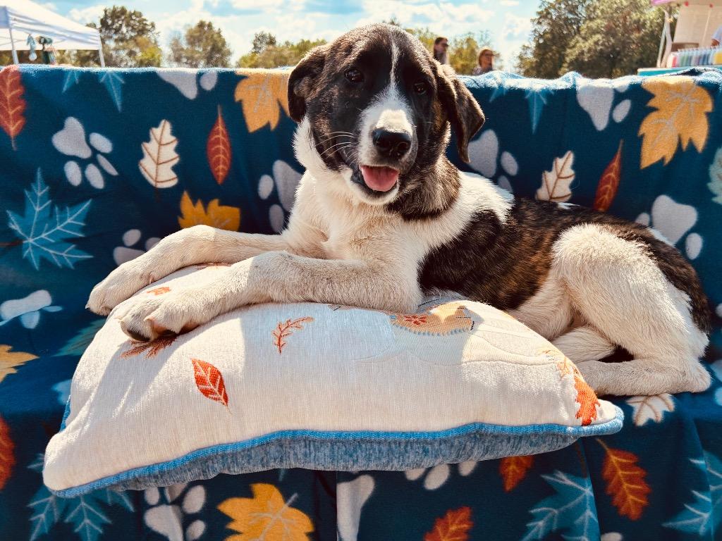 Millie, a Adoptable mixed breed in Effingham, IL image 5/6