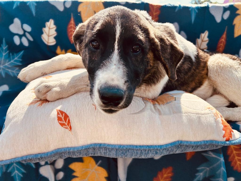 Millie, a Adoptable mixed breed in Effingham, IL image 6/6