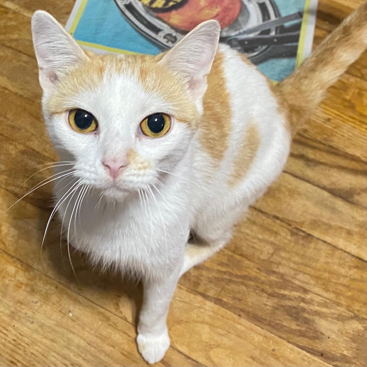 Pretty Kitty, a Adoptable Domestic Short Hair in Washington Grove, MD image 1/6