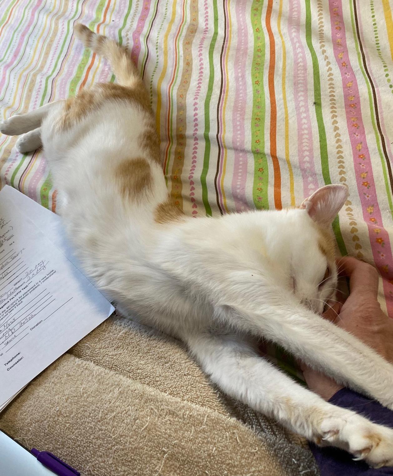 Pretty Kitty, a Adoptable Domestic Short Hair in Washington Grove, MD image 2/6