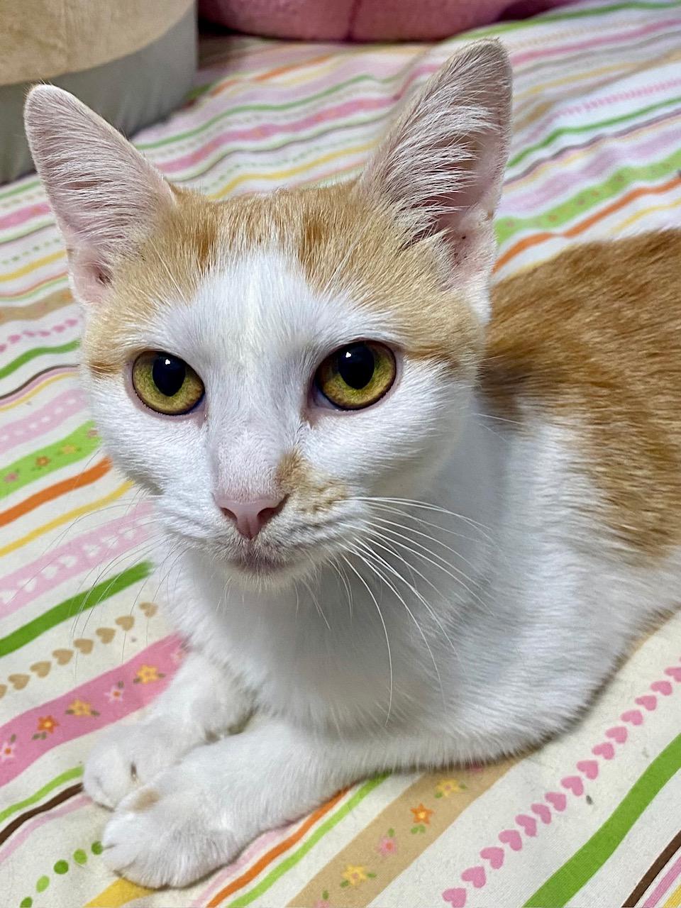 Pretty Kitty, a Adoptable Domestic Short Hair in Washington Grove, MD image 3/6