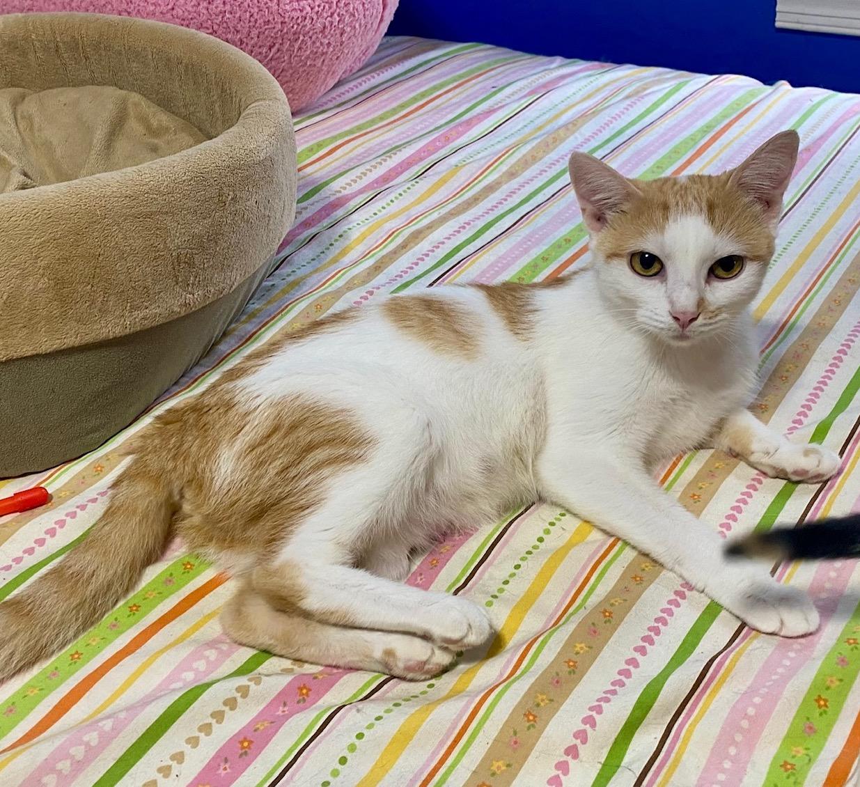 Pretty Kitty, a Adoptable Domestic Short Hair in Washington Grove, MD image 4/6