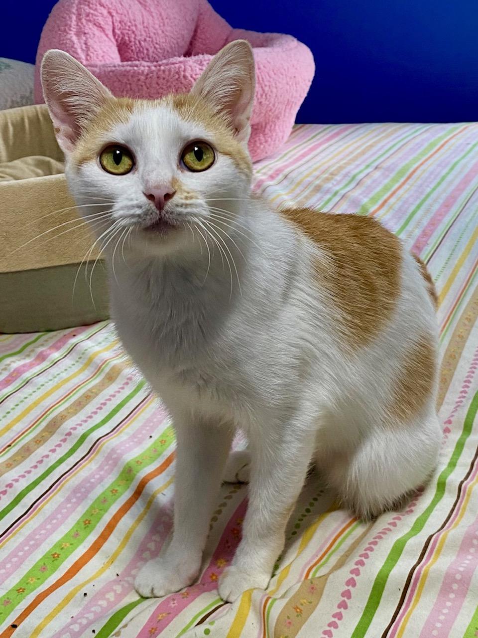 Pretty Kitty, a Adoptable Domestic Short Hair in Washington Grove, MD image 5/6