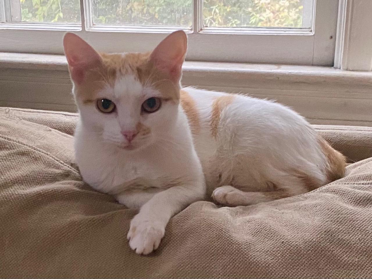 Pretty Kitty, a Adoptable Domestic Short Hair in Washington Grove, MD image 6/6