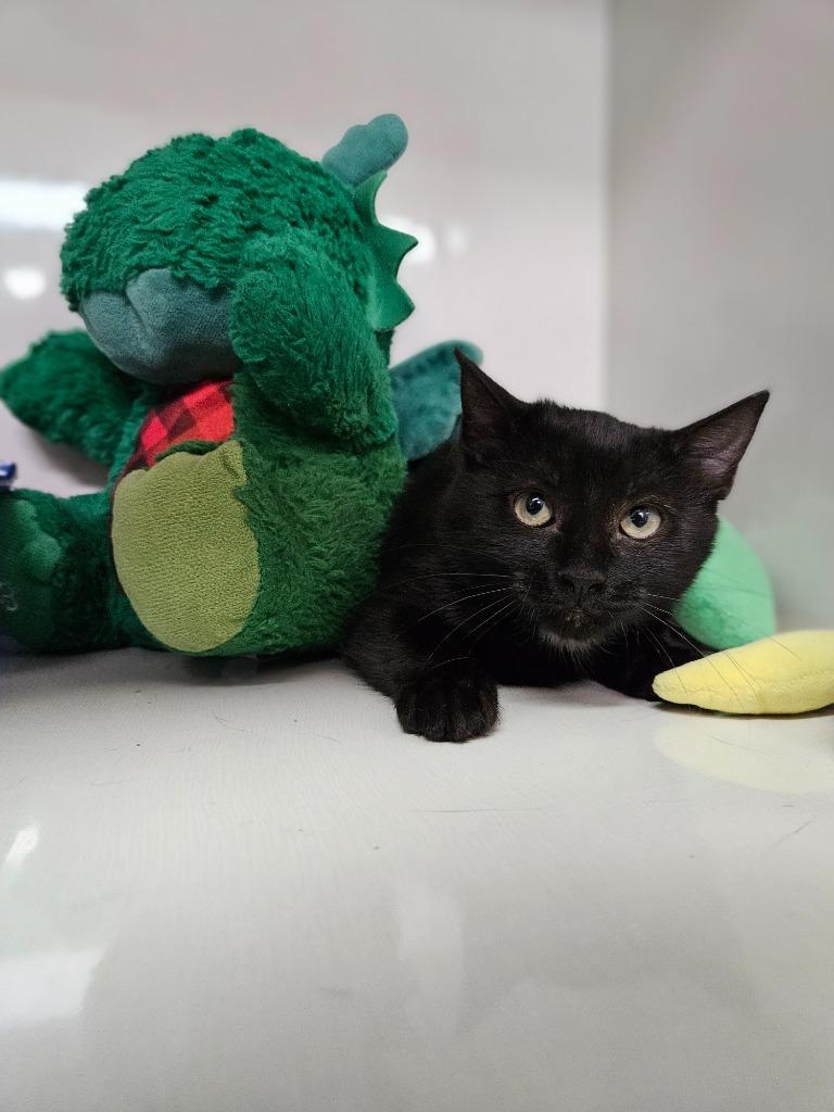 Marina, Adoptable, Kitten Female Domestic Short Hair.