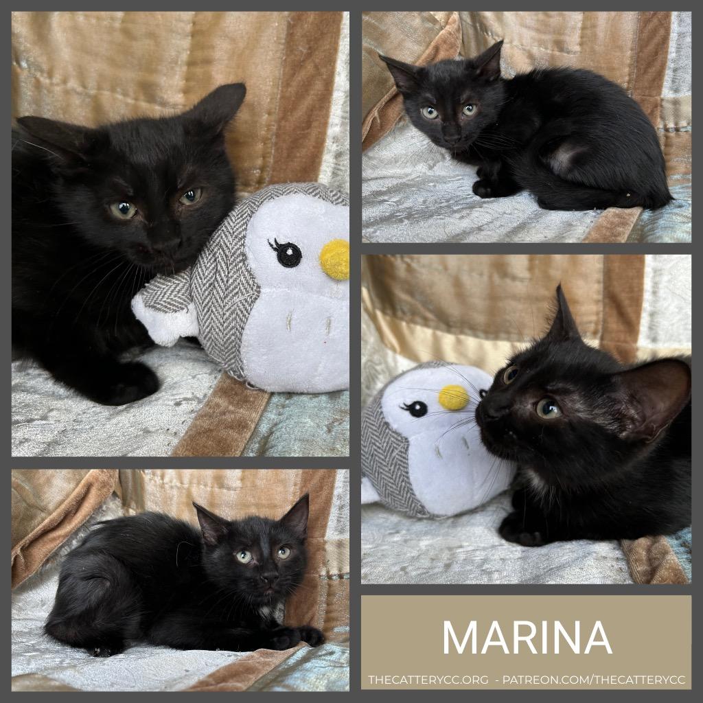 Enlarge Marina, a Adoptable mixed breed in Corpus Christi, TX image 2/2
