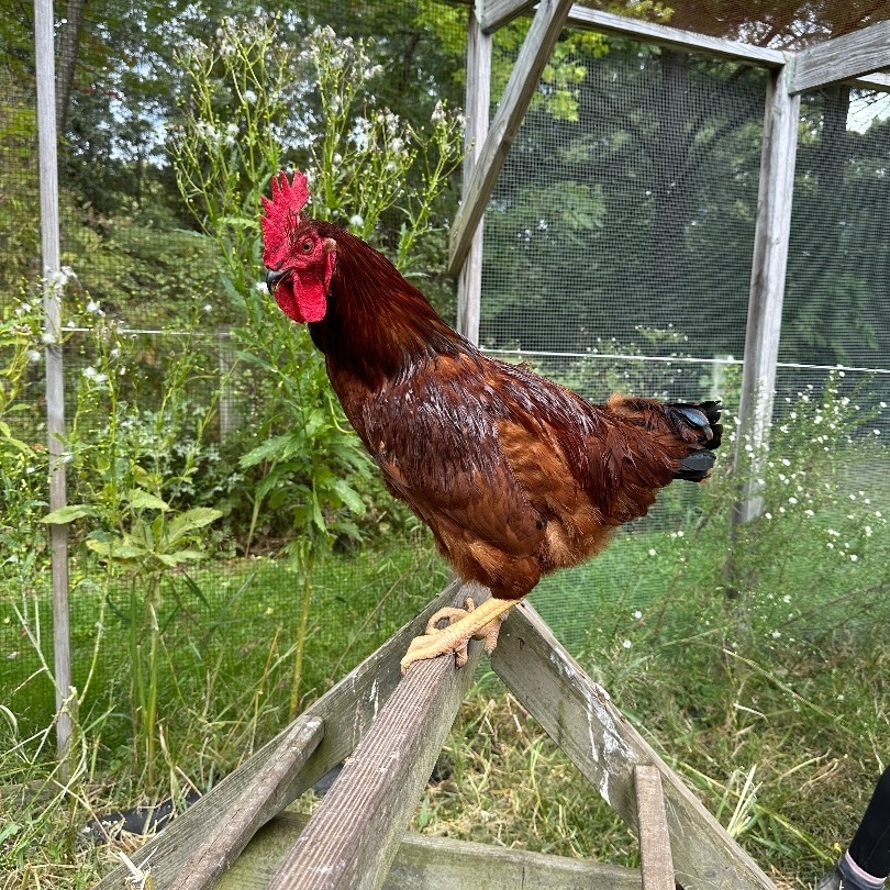 Enlarge Worf, a Adoptable Chicken in Ravenna, OH image 1/2