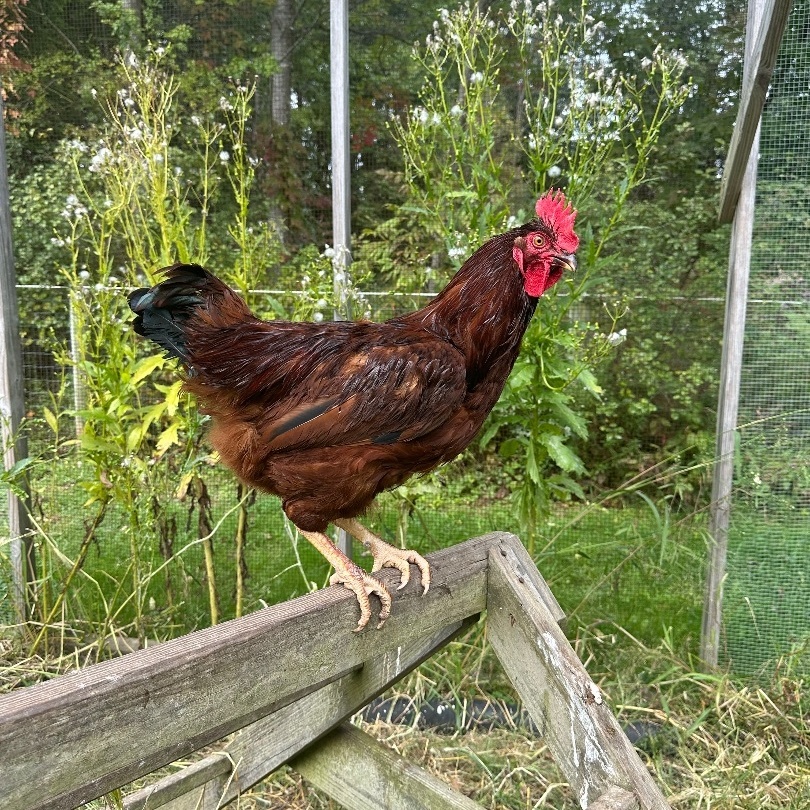 Enlarge Worf, a Adoptable Chicken in Ravenna, OH image 2/2