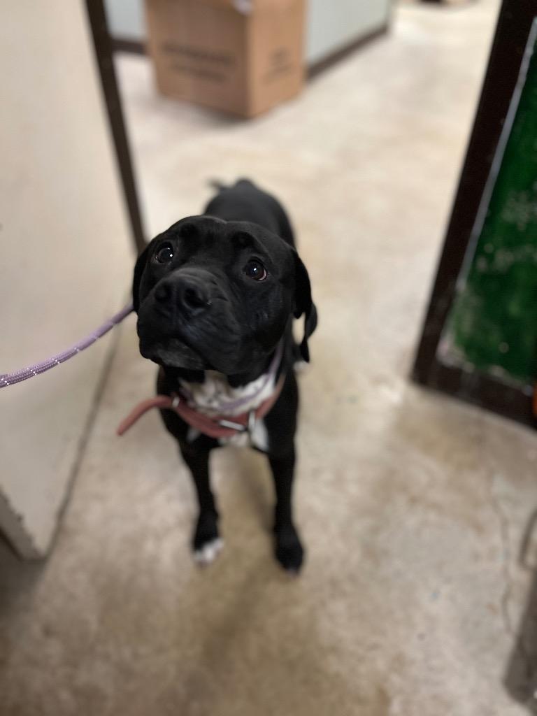 Enlarge Lucy, a Adoptable American Staffordshire Terrier in New Braunfels, TX image 1/6