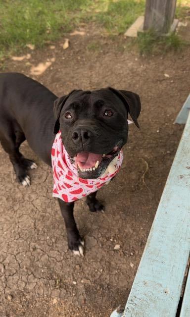 Enlarge Lucy, a Adoptable American Staffordshire Terrier in New Braunfels, TX image 2/6