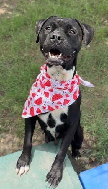 Enlarge Lucy, a Adoptable American Staffordshire Terrier in New Braunfels, TX image 3/6