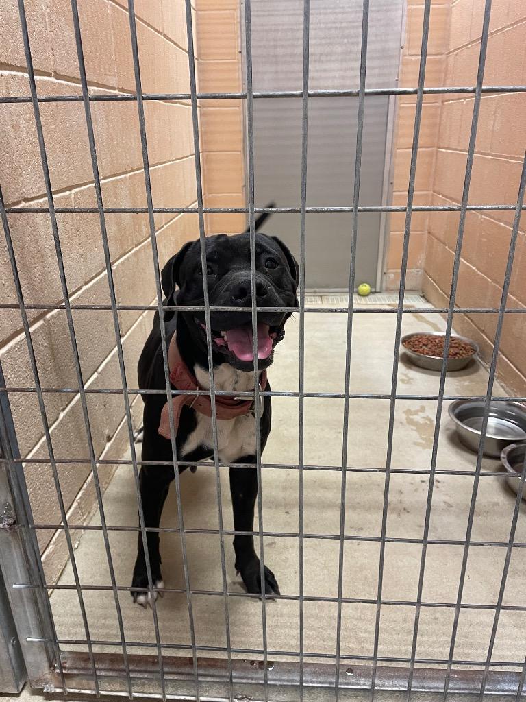 Enlarge Lucy, a Adoptable American Staffordshire Terrier in New Braunfels, TX image 4/6