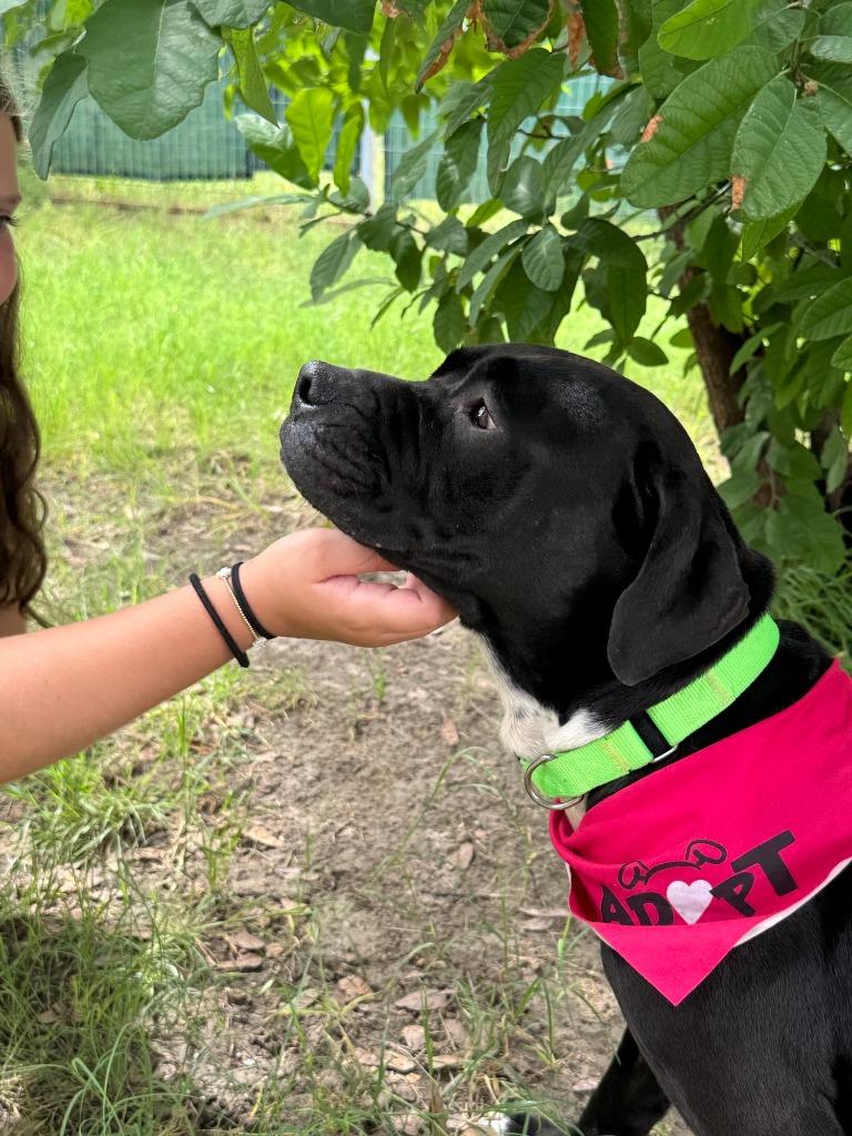 Enlarge Lucy, a Adoptable American Staffordshire Terrier in New Braunfels, TX image 5/6